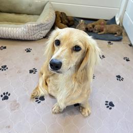 Zodi - Dachshund