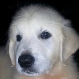 Golden Retriever Puppies from Carolina Goldens