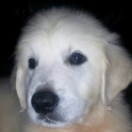 Golden Retriever Puppies from Carolina Goldens