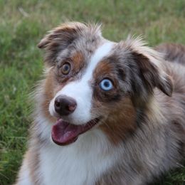 Titus - Australian Shepherd