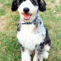 Macho - Aussiedoodle