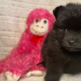 Pomeranians from Council Creek Cuties