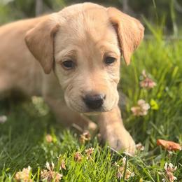 Rubi - Yellow female Labrador Retriever puppy in Sweet Home, Oregon from Snowpeak English Labradors