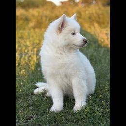 Pomsky and Siberian Husky Puppies from A-Dream Pomsky Kennel