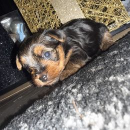 Grey Collar - Black and tan female Yorkshire Terrier puppy in Greenville, South Carolina from Yorkies By Si