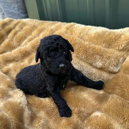 Nitro - Black male Labradoodle puppy in Batesville, Arkansas from Morris Farmyard