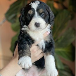 Bernedoodles and Goldendoodles from Ekelund Doodles