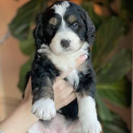 Bernedoodles and Goldendoodles from Ekelund Doodles