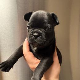 Java - Black female French Bulldog puppy in Coatesville, Pennsylvania from The Chipper Frenchie