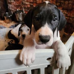Girl 2 - Mantle female Great Dane puppy in Gig Harbor, Washington from Lakaya Danes