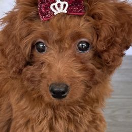 Rosie - Red  female Poodle puppy in Cape Coral, Florida from Ruby the poodle
