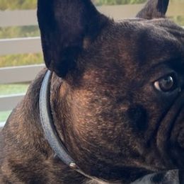 French Bulldogs from SC Frenchies