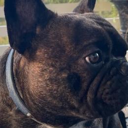 French Bulldogs from SC Frenchies