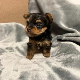 Girl 2 - Black and gold female Yorkshire Terrier puppy in Pomona, California from Cristian's Yorkshire Terriers