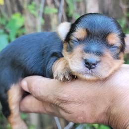Finn - Blue and gold male Yorkshire Terrier puppy in Jacksonville, Florida from Lisa's Yorkshire Terriers