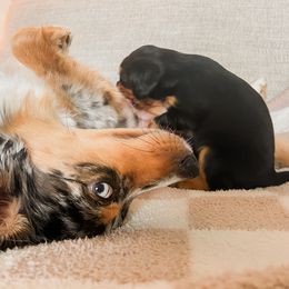 Companion Cross Puppies from The Darling Pup