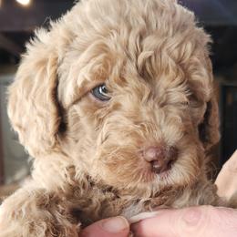 Pearl - Apricot female Labradoodle puppy in Fostoria, Michigan from North Country Kennel Club