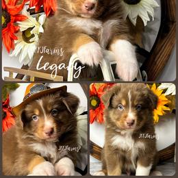1 Legacy - Red tri-color male Australian Shepherd puppy in Huntington, Texas from JKKJ Farms, LLC