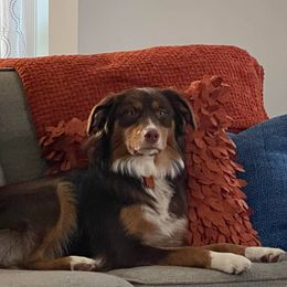 Australian Shepherd All Grown Up from Addie's Aussies