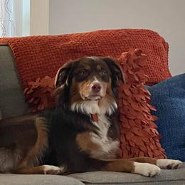 Australian Shepherd All Grown Up from Addie's Aussies