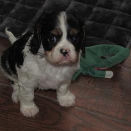 Tri boy 1 - Tri-color male Cavalier King Charles Spaniel puppy in Harvard, Illinois from Lori's Cavalier King Charles Spaniels & Dachshunds
