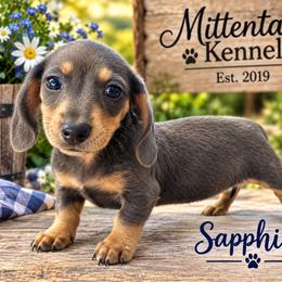 Sapphire - Blue and tan female Dachshund puppy in Hudson, Michigan from Mittentail Kennel Miniature Dachshunds & Australian Shepherds