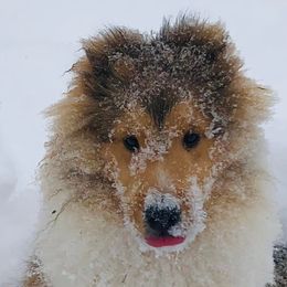 Shetland Sheepdogs from Iona Shelties