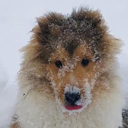 Shetland Sheepdogs from Iona Shelties