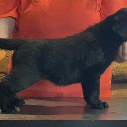 Labrador Retriever Puppies from R Little Retrievers
