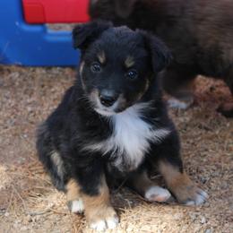 Xany - Black tri-color female Australian Shepherd puppy in Phoenix, Arizona from Rockin' Diamond T Ranch Australian Shepherds
