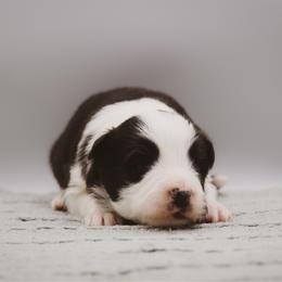 Poe - Black male Border Collie puppy in Dallas, Texas from Effervescent Border Collies