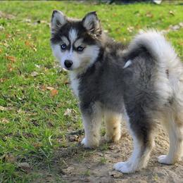 Echo - Blue female Pomsky puppy in Charlotte, Michigan from Moore Pomskies