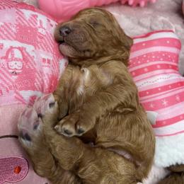 Poodles from Wanda De La Rosa