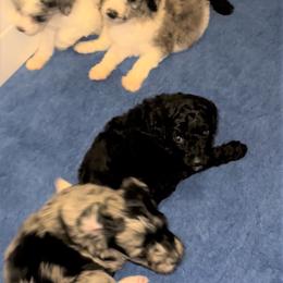 Australian Labradoodle, Bernedoodle, and Labradoodle Puppies from Island View Poodles & Doodles