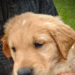 Boy 4 - Light golden male Golden Retriever puppy in Grand Meadow, Minnesota from Root River Retrievers