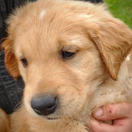 Boy 4 - Light golden male Golden Retriever puppy in Grand Meadow, Minnesota from Root River Retrievers