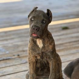 Aphrodite - Gray brindle female Cane Corso puppy in Sandia, Texas from OneTime Cane Corso