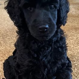 Poodles from Black Standard Poodle Puppies