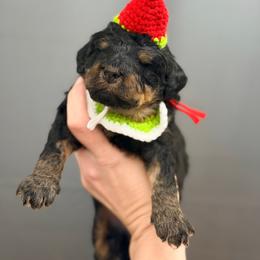 Harry - Harry Potter Litter - Phantom male Bernedoodle puppy in Charleston, South Carolina from Palm Belle Doodles