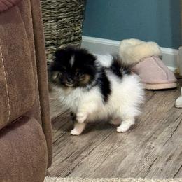 Tri girl - Tri-colored female Pomeranian puppy in Bourbonnais, Illinois from T & D Poms