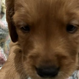 Boy 1 - Dark golden Golden Retriever puppy in Kentucky from Schueller's Golden Retrievers
