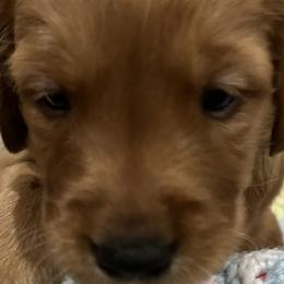 Boy 1 - Dark golden Golden Retriever puppy in Kentucky from Schueller's Golden Retrievers