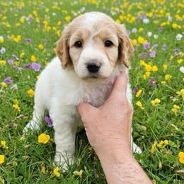 Penny - Parti female Poodle puppy in Washington, Pennsylvania from Patriotic Poodles