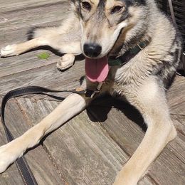 Aleu - Siberian Husky