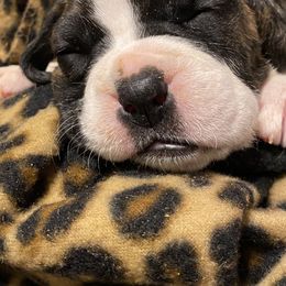 Boxer Puppies from BlueridgeBoxers