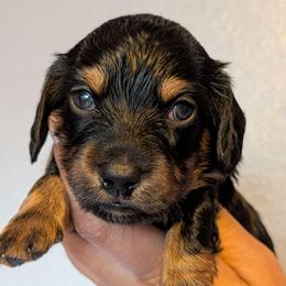 Girl 1 - Black and tan female Dachshund puppy in Battle Ground, Washington from Ferguson's Bulldogs