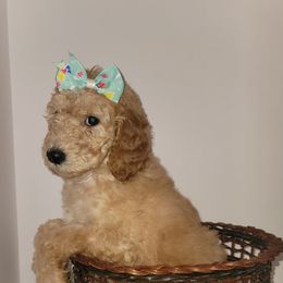 Goldendoodles from Boondock Kennel