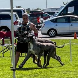 Great Danes from GEM Danes