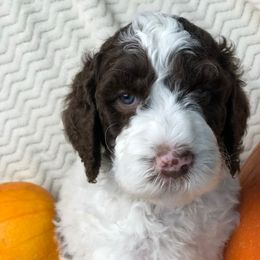 Labradoodle, Australian Labradoodle, and Schnoodle Puppies from Lake Mountain Doodle