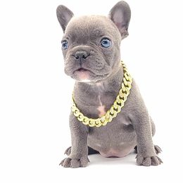 Alvin - Blue French Bulldog puppy in Puyallup, Washington from Ohana Bulldogs PNW